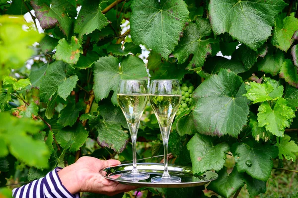 Picie Musującego Białego Wina Szampanem Bąbelkami Zielonych Pagórkowatych Winnicach Małej — Zdjęcie stockowe
