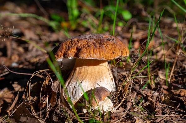 Lezzetli mantarların kralı, ormanda yetişen genç boletus edulis porcini cepi.