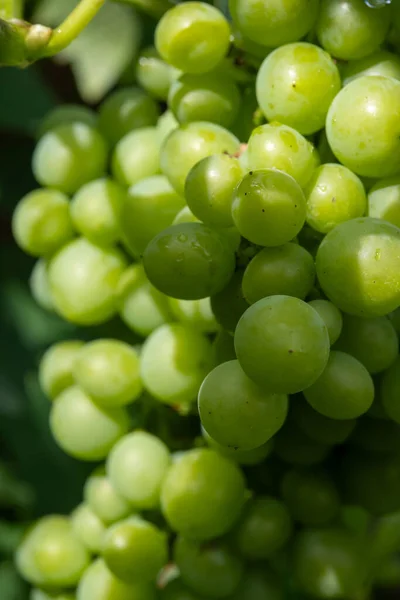 Riesling Plantas Uvas Vinho Branco Crescendo Vinhedo Montanhoso Alemanha Uvas — Fotografia de Stock