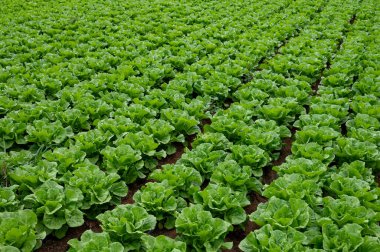 İtalyan güneşinin altında yetişen taze yeşil romaine marul bitkileriyle dolu tarım tarlaları, İtalya 'da tarım, Lazio.