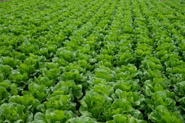 İtalyan güneşinin altında yetişen taze yeşil romaine marul bitkileriyle dolu tarım tarlaları, İtalya 'da tarım, Lazio.