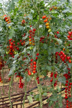 Fondi, Lazio 'daki sera çiftliklerinde kırmızı salata ya da sos yetiştirme, İtalya' da yaz aylarında tarım