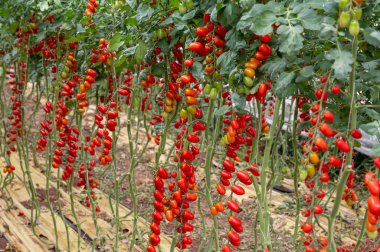 Fondi, Lazio 'daki sera çiftliklerinde kırmızı salata ya da sos yetiştirme, İtalya' da yaz aylarında tarım