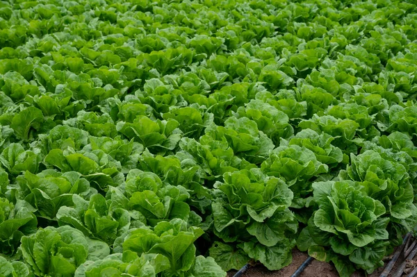 Bauernhof Mit Reihen Junger Frischer Römischer Salatpflanzen Die Draußen Unter — Stockfoto