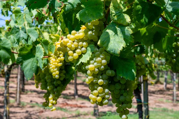 Viñedo Con Uvas Vinificación Blanca Lazio Italia Chardonnay Moscatel Malvasia —  Fotos de Stock