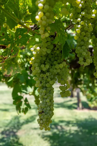 Winnica Winogron Uprawy Białego Wina Lacjum Włochy Chardonnay Muscat Malvasia — Zdjęcie stockowe