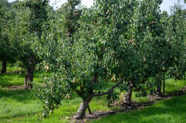 Konferans armut ağaçlarıyla dolu yeşil organik bahçeler. Betuwe, Gelderland, Hollanda 'da olgun meyvelerle. Eylül ayında hasat etmeye hazır.