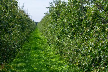 Betuwe, Gelderland, Hollanda 'da olgunlaşmış meyvelerle dolu sıra sıra Konkord armut ağaçlarıyla yeşil organik bahçeler Eylül ayında hasat etmeye hazır.
