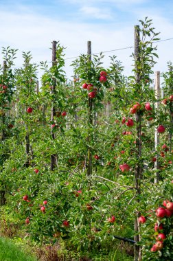 Hollanda 'nın meyve bölgesinde, Betuwe' de, Gelderland 'da, Eylül, elstar, jonagold, olgun elma, Hollanda' da tarımda, elma ağaçlarının organik ekininde hasat zamanı