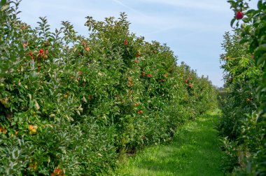 Hollanda 'nın meyve bölgesinde, Betuwe' de, Gelderland 'da, Eylül, elstar, jonagold, olgun elma, Hollanda' da tarımda, elma ağaçlarının organik ekininde hasat zamanı