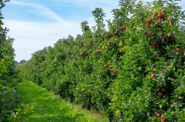 Hollanda 'nın meyve bölgesinde, Betuwe' de, Gelderland 'da, Eylül, elstar, jonagold, olgun elma, Hollanda' da tarımda, elma ağaçlarının organik ekininde hasat zamanı