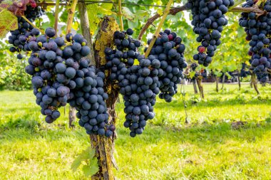 Hollanda 'da şarap yapımı, olgunlaşmış kırmızı şarap üzümü Betuwe, Gelderland' deki Hollanda üzüm bağlarında hasat için hazır, organik şarap.