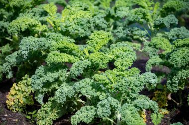 # Bahçede yetişen yeşil yapraklı kıvırcık lahana #