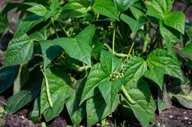 Organik bahçedeki bitkilerin üzerinde asılı taze yeşil uzun fasulyeler, sağlıklı sebzeler.