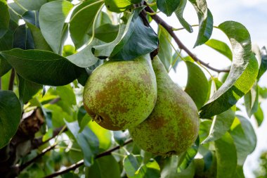 Konferans armut ağaçlarıyla dolu yeşil organik bahçeler. Betuwe, Gelderland, Hollanda 'da olgun meyvelerle. Eylül ayında hasat etmeye hazır.