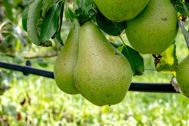 Betuwe, Gelderland, Hollanda 'da olgunlaşmış meyvelerle dolu sıra sıra Konkord armut ağaçlarıyla yeşil organik bahçeler Eylül ayında hasat etmeye hazır.