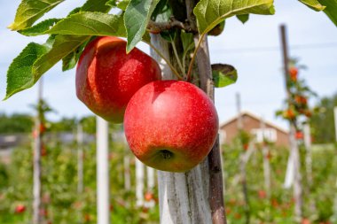 Hollanda 'nın meyve bölgesinde, Betuwe' de, Gelderland 'da, Eylül, elstar, jonagold, olgun elma, Hollanda' da tarımda, elma ağaçlarının organik ekininde hasat zamanı