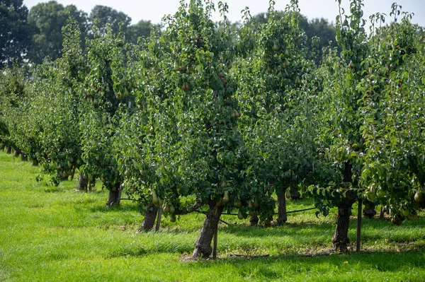 Zelené Organické Sady Řadami Konferenčních Hrušní Zralým Ovocem Betuwe Gelderland — Stock fotografie