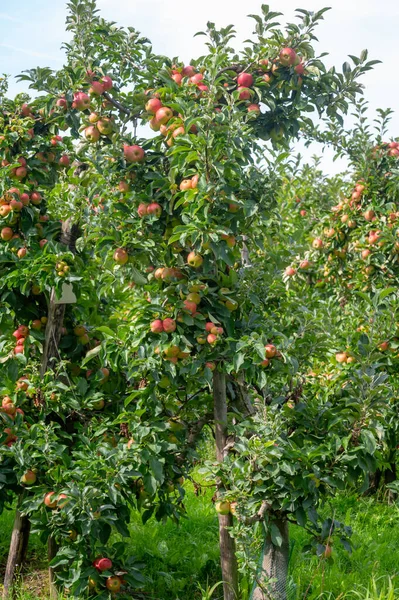 Szüretelési Idő Hollandia Gyümölcsös Régiójában Betuwe Gelderland Almás Gyümölcsfák Ökológiai — Stock Fotó