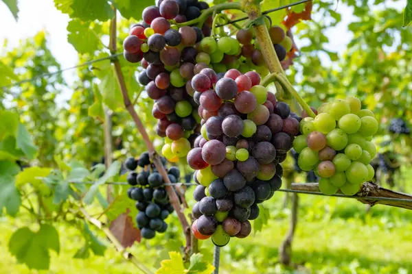 荷兰酿造葡萄酒 在荷兰的Betuwe Gelderland葡萄园准备收获成熟的黑红葡萄酒 有机葡萄酒 — 图库照片