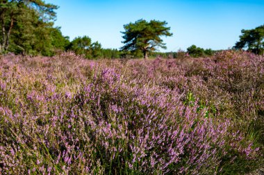 Doğa arka planı, Kuzey Brabant 'ın yeşil akciğeri, Hollanda, Eindhoven yakınlarındaki Malpie doğal koruma ormanında pembe fundalık çiçeği.