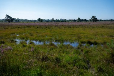 Güneşli bir sabah ve Hollanda, Kuzey Brabant yakınlarındaki Doğa Koruma Alanı De Malpie 'de çiçekler. Avrupa 'da doğa manzaraları.