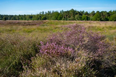 Doğa arka planı, Kuzey Brabant 'ın yeşil akciğeri, Hollanda, Eindhoven yakınlarındaki Malpie doğal koruma ormanında pembe fundalık çiçeği.