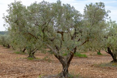 Alpilles bölgesinde yetişen zeytin ağaçları, Provence, Fransa. Yüksek kaliteli soğuk pres ekstra saf zeytinyağı üretimi.