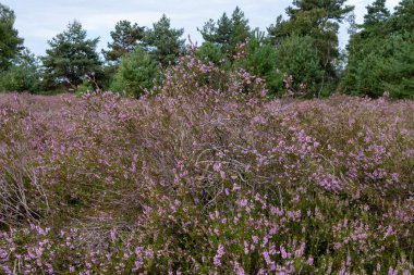 Doğa arka planı, Kuzey Brabant 'ın yeşil akciğeri, Ağustos' ta Hollanda 'da Kempen ormanlarında pembe fundalık çiçeği.