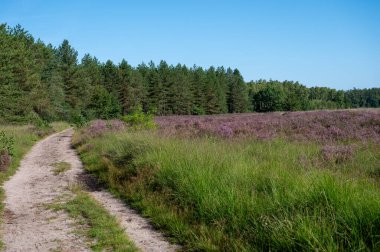 Doğa arka planı, Kuzey Brabant 'ın yeşil akciğeri, Hollanda, Eindhoven yakınlarındaki Malpie doğal koruma ormanında pembe fundalık çiçeği.
