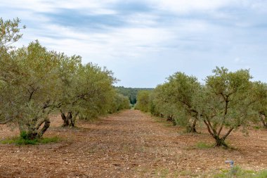 Alpilles bölgesinde yetişen zeytin ağaçları, Provence, Fransa. Yüksek kaliteli soğuk pres ekstra saf zeytinyağı üretimi.