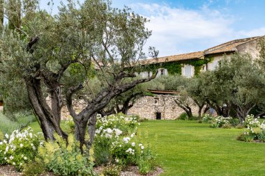 Alpilles bölgesinde yetişen zeytin ağaçları, Provence, Fransa. Yüksek kaliteli soğuk pres ekstra saf zeytinyağı üretimi.