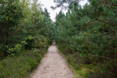 Doğa geçmişi, Kuzey Brabant 'ın yeşil akciğeri, Ağustos' ta Kempen Ormanı 'nda orman yürüyüş yolları, Hollanda