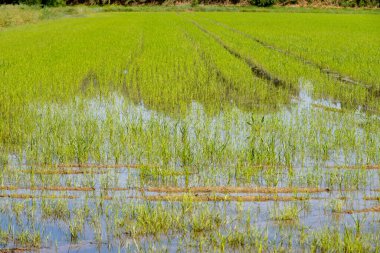 Camargue, Provence, Fransa 'da pirinç ekimi. Mayıs ayında organik tarım arazilerinde pirinç bitkileri yetişiyor