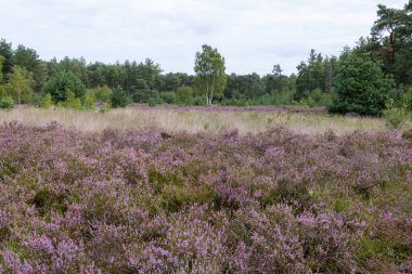 Doğa arka planı, Kuzey Brabant 'ın yeşil akciğeri, Ağustos' ta Hollanda 'da Kempen ormanlarında pembe fundalık çiçeği.