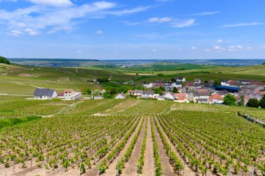 Cramant köyü yakınlarındaki yeşil büyük cru şampanya bağları, Cote des Blancs bölgesi, Champange, Fransa
