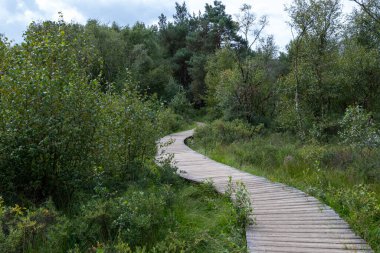 Doğa geçmişi, Kuzey Brabant 'ın yeşil akciğeri, Ağustos' ta Kempen Ormanı 'nda orman yürüyüş yolları, Hollanda
