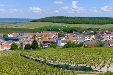 Cramant köyü yakınlarındaki yeşil büyük cru şampanya bağları, Cote des Blancs bölgesi, Champange, Fransa