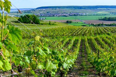 Epernay, Champange, Fransa yakınlarındaki Hautvillers köyünde yeşil başbakan cru şampanya bağları ve Marne nehrinin panoramik manzarası