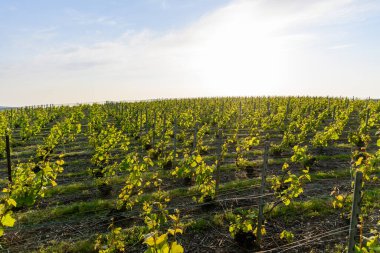 Epernay, Champange, Fransa yakınlarındaki Hautvillers köyündeki yeşil başbakan cru şampanya bağları ve Marne nehri manzarası