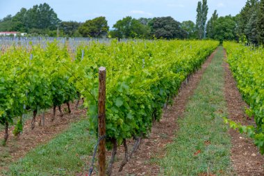 Güney Fransa 'nın Provence-Alpes-Cote d' Azur bölgesinde Şarap Yapımı bölümü, Ju 'daki üzüm bağları Saint-Tropez kasabası yakınlarında genç yeşil üzümler, Cotes de Provence