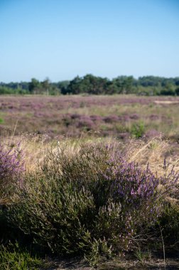 Doğa arka planı, Kuzey Brabant 'ın yeşil akciğeri, Hollanda, Eindhoven yakınlarındaki Malpie doğal koruma ormanında pembe fundalık çiçeği.