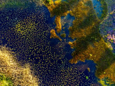 Orman ve göllerin havadan görünüşü. Kuzey Brabant, Hollanda yakınlarındaki Doğa Koruma Alanı De Malpie 'de güneşli bir yaz sabahı. Avrupa 'da doğa manzaraları.