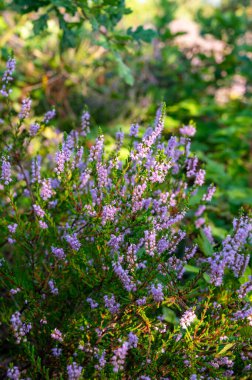 Doğa arka planı, Kuzey Brabant 'ın yeşil akciğeri, Hollanda, Eindhoven yakınlarındaki Malpie doğal koruma ormanında pembe fundalık çiçeği.