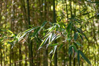 Bambu yapraklı yeşil bambu ağaçları güneş ışığında bambu korusunda