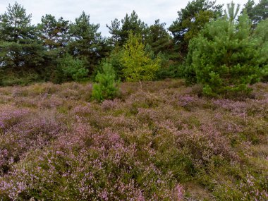 Doğa arka planı, Kuzey Brabant 'ın yeşil akciğeri, Ağustos' ta Hollanda 'da Kempen ormanlarında pembe fundalık çiçeği.
