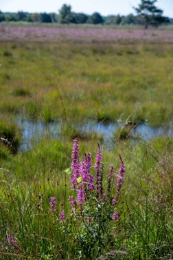 Güneşli bir sabah ve Hollanda, Kuzey Brabant yakınlarındaki Doğa Koruma Alanı De Malpie 'de çiçekler. Avrupa 'da doğa manzaraları.