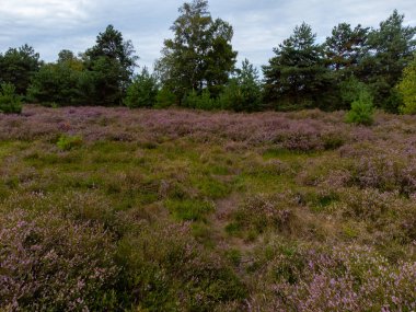 Doğa arka planı, Kuzey Brabant 'ın yeşil akciğeri, Ağustos' ta Hollanda 'da Kempen ormanlarında pembe fundalık çiçeği.