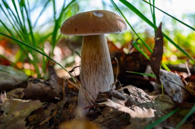 Lezzetli mantarların kralı, ormanda yetişen genç boletus edulis porcini cepi.