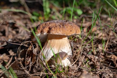 Lezzetli mantarların kralı, ormanda yetişen genç boletus edulis porcini cepi.